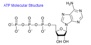 ATP structure - adenosine triphosphate)
